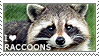 I heart Raccoons